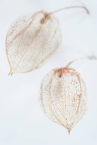 istock Physalis or winter cherry skeletons on white background 1091438416