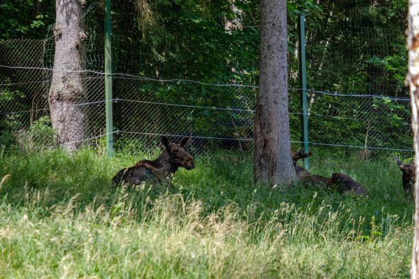 istock wild muse family resting in grass meadow in summer 1091438716