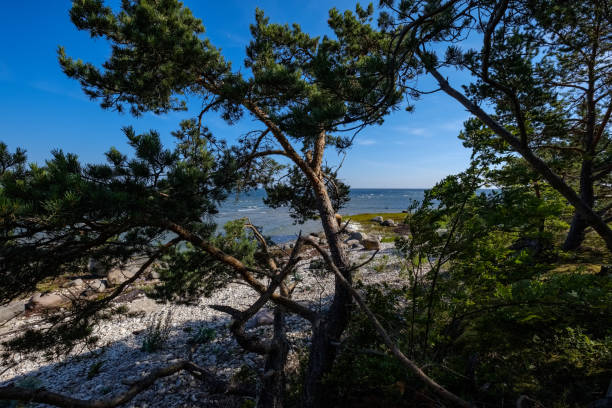 istock irregular dry plants on rock covered beach on the island 1091438796