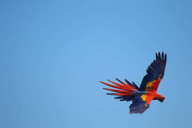 istock Scarlet Macaw In Action - Costa Rica 1091439160