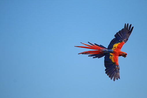 The Scarlet Macaw is one of the prettiest birds in the word.  Its bright and colorful plumage made it a highly desired animal which almost drove it to extinction.  This individual captured in flight showcases bright red, blue and yellow colors.