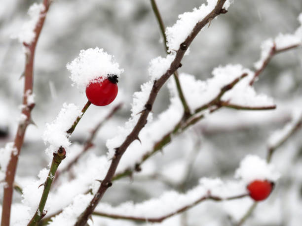 istock Snow covered red rosehip berries on winter bush 1091439898