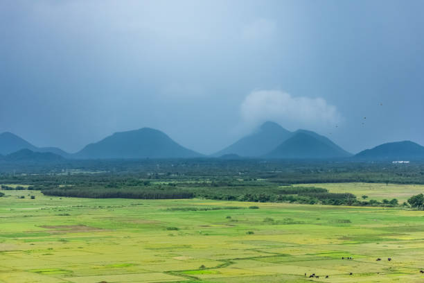 a close view of greenery forest & mountain view from top of of a hills looking good.