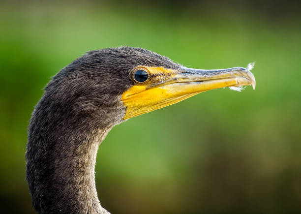 istock Double-crested cormorant - Phalacrocorax auritus 1091441052