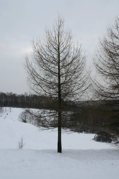 istock Winter in Moscow park 1091441848