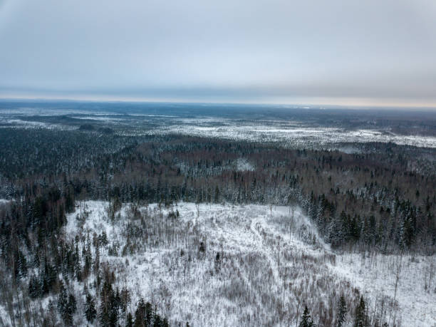 istock snowy trees in forest seen from above 1091442218