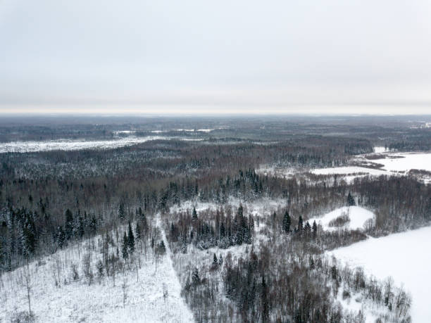 istock snowy trees in forest seen from above 1091442228
