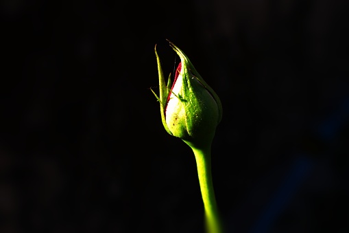 Rose bud in full sun light in India during winter about to bloom