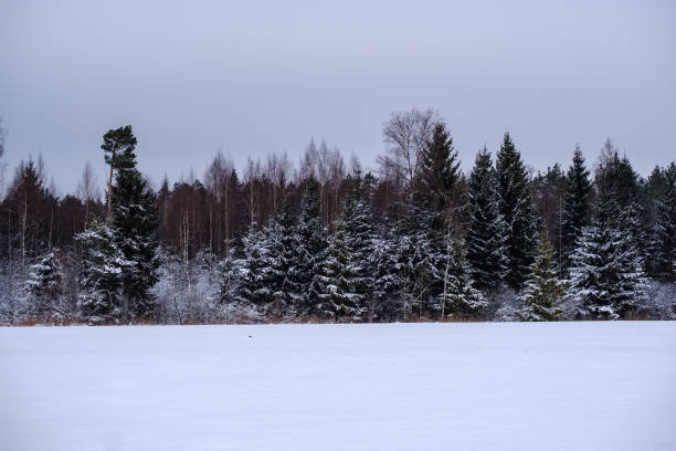 istock winter forest in snow storm 1091444420