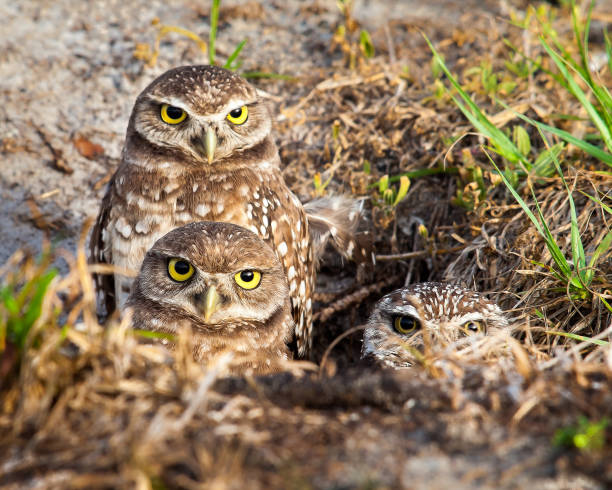 athene cunicularia - mochuelo excavador fotografías e imágenes de stock