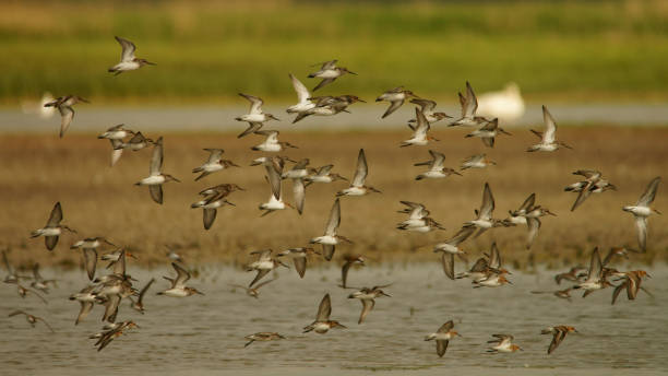 istock Broad-billed sandpiper / Limicola falcinellus 1091446178