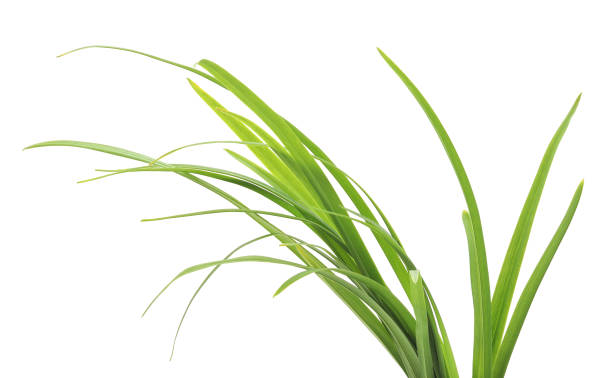 istock Bunch of green grass. 1091446218