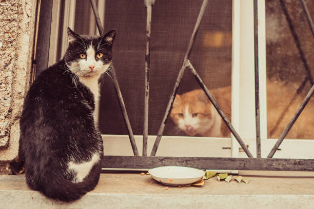 istock Two cats are sitting on the window 1091448952
