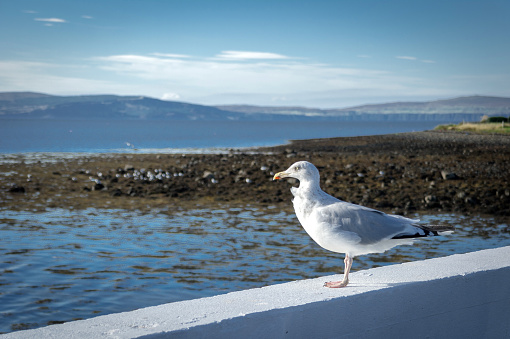 a seagull in the port of uig