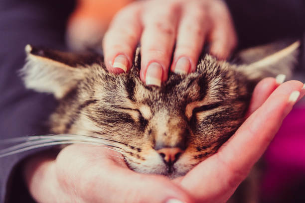 istock Cat. Women's hands stroking a cat 1091449682