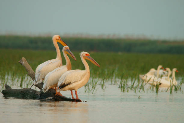 istock Great white pelican / Pelecanus onocrotalus 1091450968