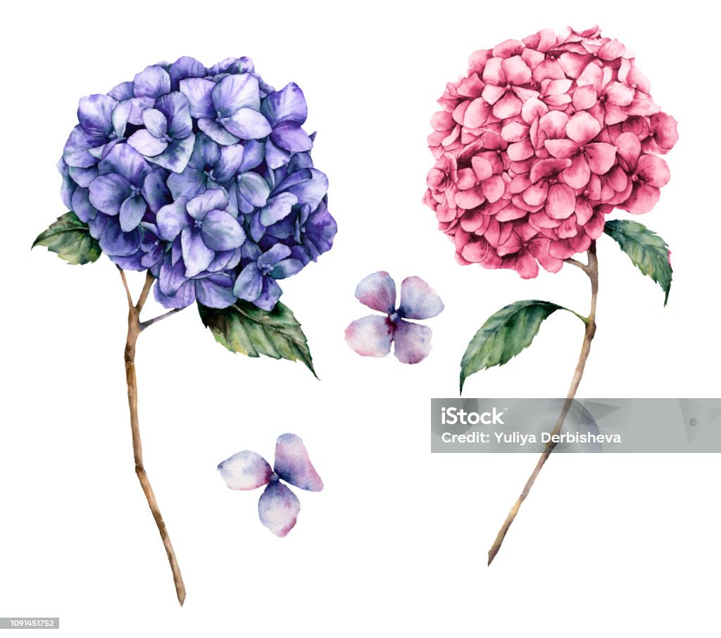 Watercolor pink and violet hydrangea set. Hand painted flowers with leaves and branch isolated on white background.  Nature botanical illustration for design, print. Realistic delicate plant. Watercolor pink and violet hydrangea set. Hand painted flowers with leaves and branch isolated on white background. Nature botanical illustration for design, print. Realistic delicate plant African Violet stock illustration