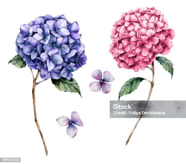 Watercolor Pink And Violet Hydrangea Set Hand Painted Flowers With Leaves And Branch Isolated On White Background Nature Botanical Illustration For Design Print Realistic Delicate Plant Stock Illustration - Download Image Now