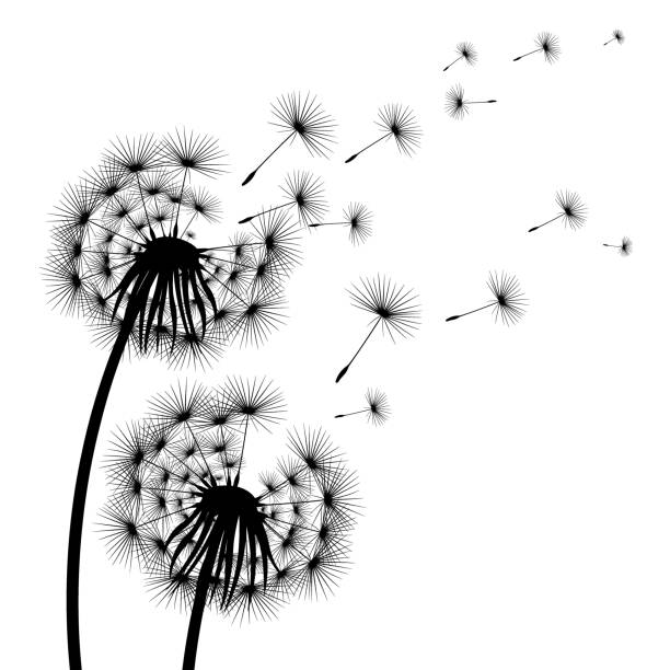 Silhouette Of A Flowering Dandelion Stock Illustration - Download Image Now  - Dandelion, Logo, Tattoo - iStock