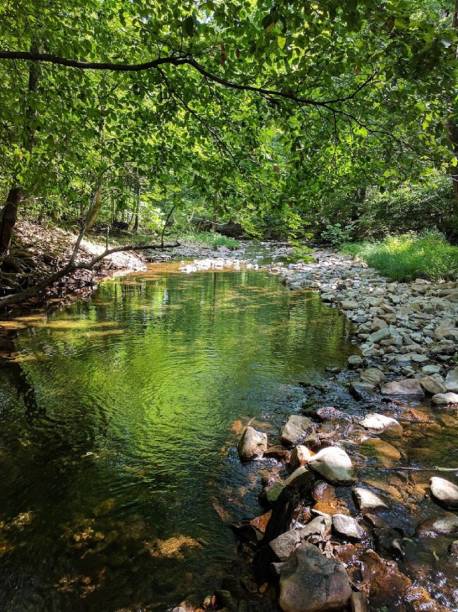 Creek Swimming Hole in Summertime