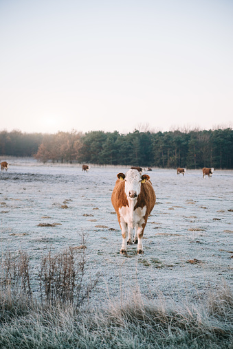 Cow standing on the winter pasture