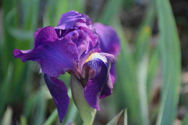 istock Close-up of Purple Iris 1091453836