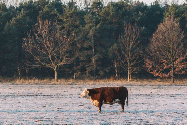 istock Cow standing on the winter pasture 1091453874