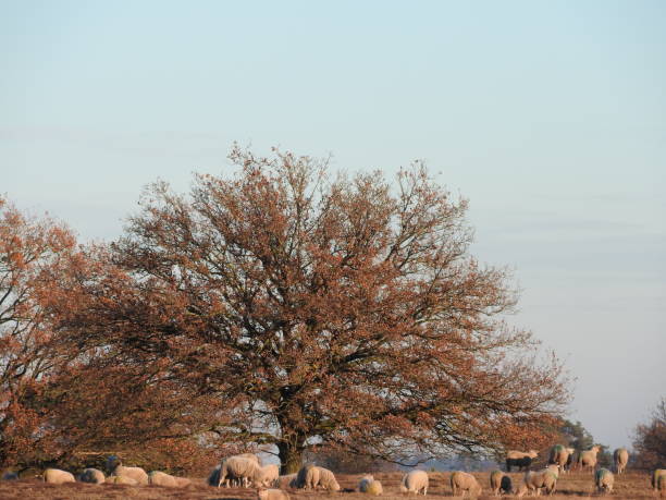 istock Miracle?  shadow of a white sheep on the right, creates a black lamb on another sheep.Herd flock of sheep grazing heath moor under tree. December navity scene, religious, christmas. 1091457060