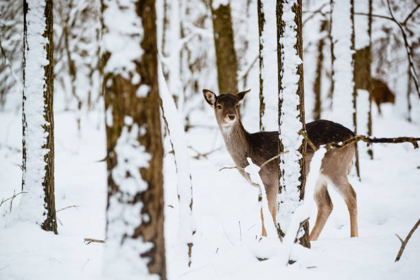 istock Female fallow deer dama dama in the winter forest 1091457274
