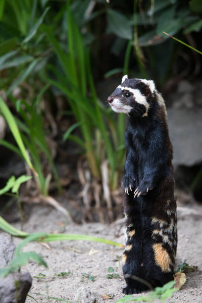 marbled polecat A picture from a marbled polecat polecat stock pictures, royalty-free photos & images