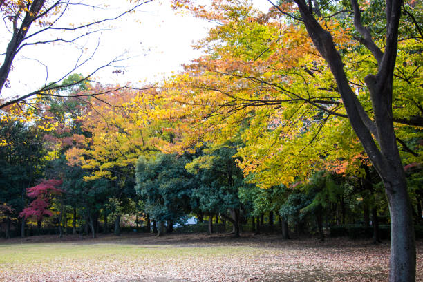 Autumn leaves in Tama Central Park / Tama  City, Tokyo, Japan stock photo