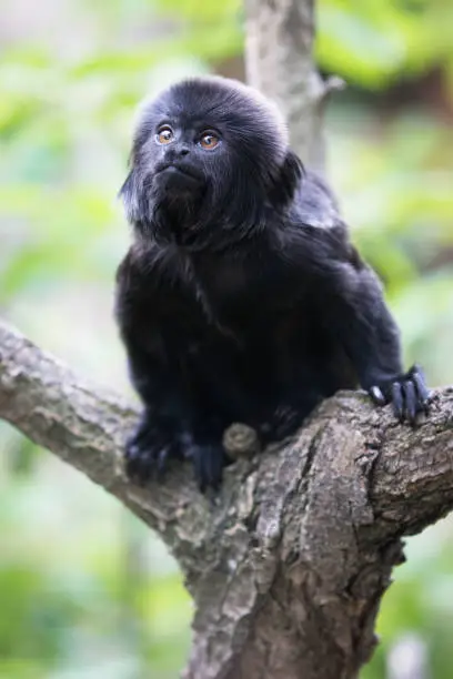 A picture from a Goeldi's marmoset