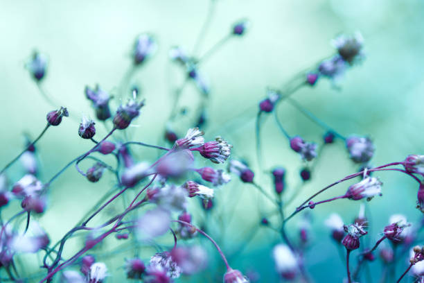 istock Creative background, small flowers on a tinted, gentle background in the open air. Spring summer, border pattern floral background. Air artistic image, free space. The nature of the concept. 1091459330