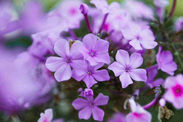 istock Creative background, small flowers on a gentle background in the open air. Spring summer, border pattern floral background. Air artistic image, free space. The nature of the concept. 1091459354