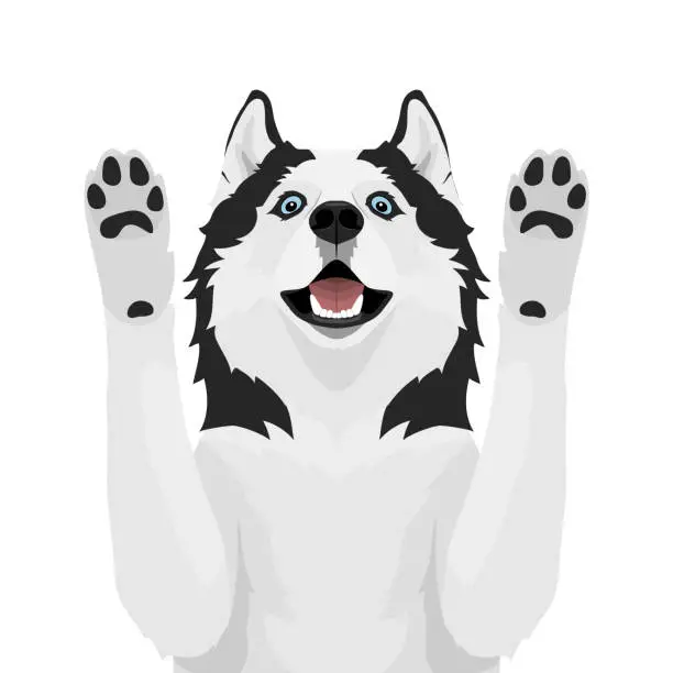 Vector illustration of Siberian husky dog