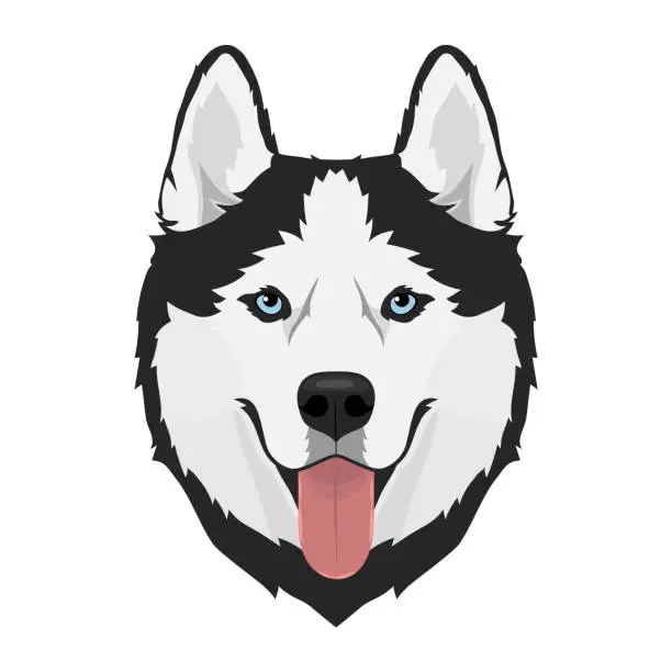 Vector illustration of Husky dog head