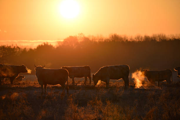 Group of cows on morning pasture in soft warm backlight