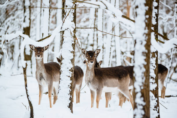 istock Group of female fallow deer in the winter forest 1091462814