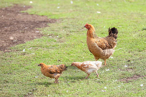Red chicken (mother) with chickens walking in a green yard and looking for food, eating green grass