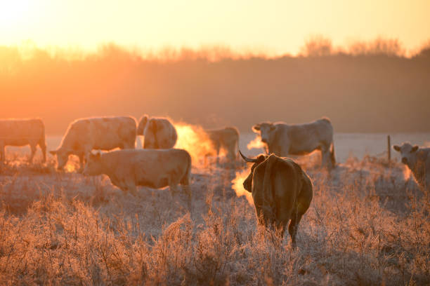 istock Group of cows on morning pasture in soft warm backlight 1091462998