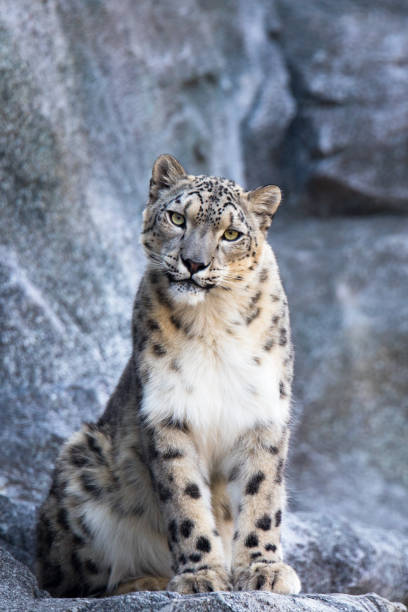 雪ヒョウ - snow leopard leopard animal snow ストックフォトと画像