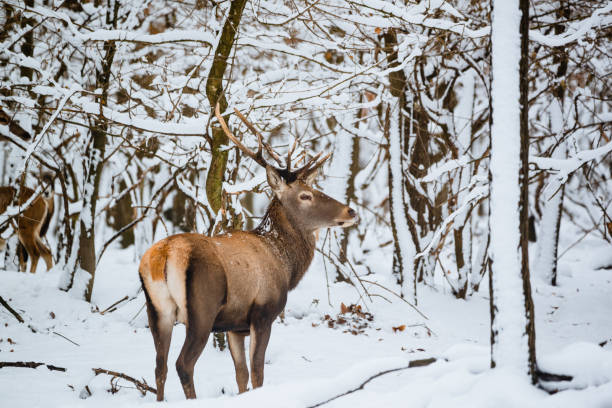 istock Red Deer Cervus elaphus buck in the winter forest 1091463428