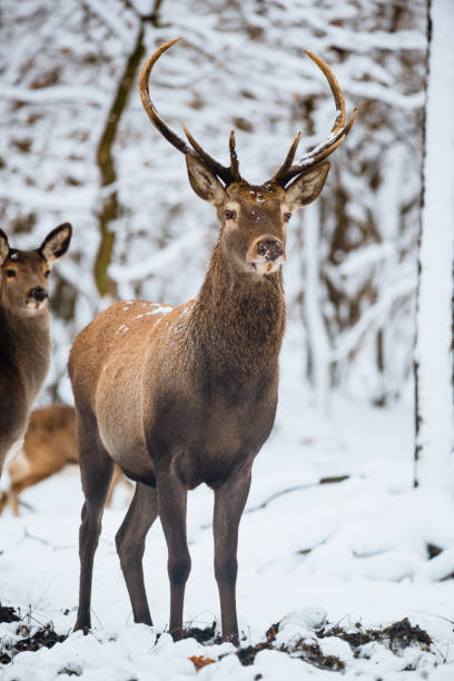 istock Red Deer Cervus elaphus buck in the winter forest 1091463444