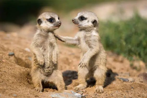 A picture from a meerkat