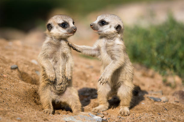 meerkat - suricate - fotografias e filmes do acervo