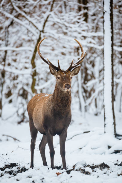 istock Red Deer Cervus elaphus buck in the winter forest 1091464508