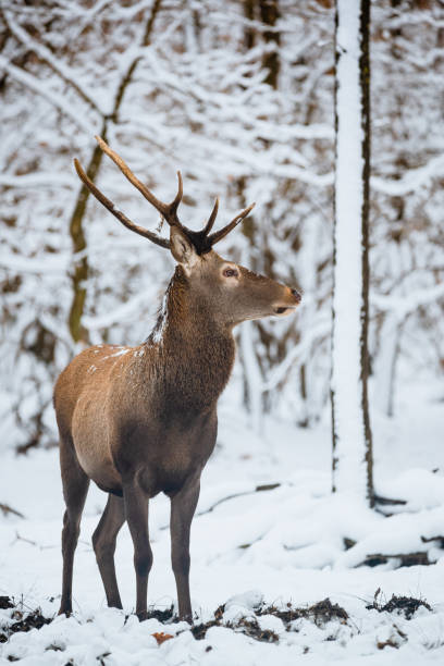 istock Red Deer Cervus elaphus buck in the winter forest 1091464794