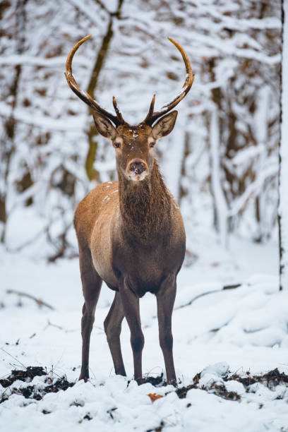 istock Red Deer Cervus elaphus buck in the winter forest 1091464856