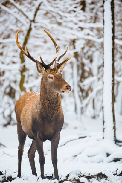 istock Red Deer Cervus elaphus buck in the winter forest 1091464908