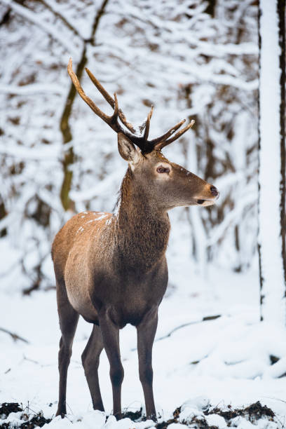 istock Red Deer Cervus elaphus buck in the winter forest 1091465004